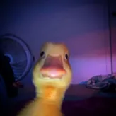 seDUCKtive