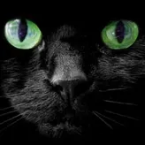 Kitcatlovez