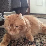 OscarOrangeCat