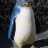 Bluepenguin