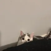 PochaccoSlvts