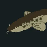 Burbotfish