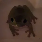 dumb-frog