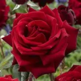 Roseyy-Rain