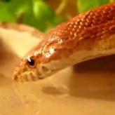SnakeGod
