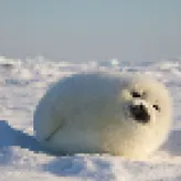 SquishySeal