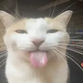 VoidTheCat892