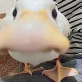 JestreontheG