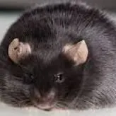 fat-black-rat