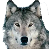 SnowWolf1515