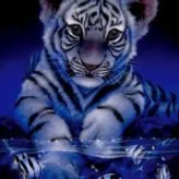 Bluetiger5