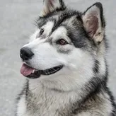 Sunset-Husky