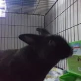 Rabbit-Girl