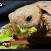 Thehungryturtle