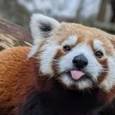 Redpandalover12