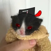 BanditTheWolf