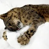 snowleopard101