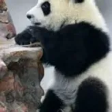 pandaforever