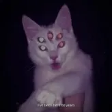 A-cat-therian