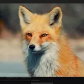 CoolFox