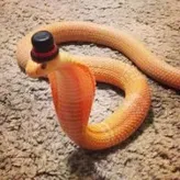 the-memer-snake