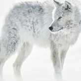 cool-wolf