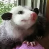 Party-Opossum