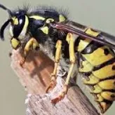 QueenWasp