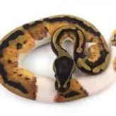 ballpythonlover