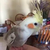 Cockatiel