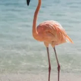 flamingooooooo