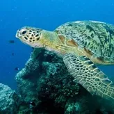 StarTurtle