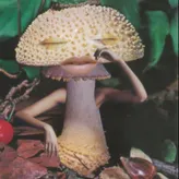 crusty-mushie