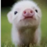 cutepig15