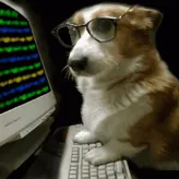 hacker-dog