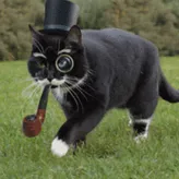 Fancy-Kitty