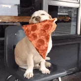 PIZZADOG100