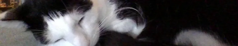 Cuddlecat16 Banner
