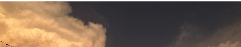 That-One-Insect Banner