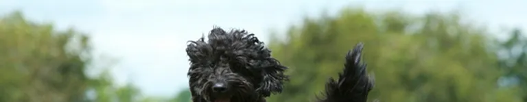 astro-coconut Banner