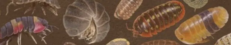 WILLOWWWWWWmae Banner