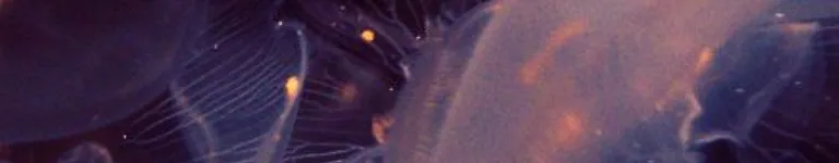 Missjellyfish Banner