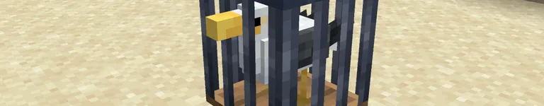 ChicknTurtle Banner