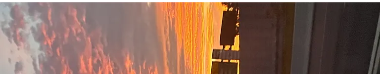 alidae Banner