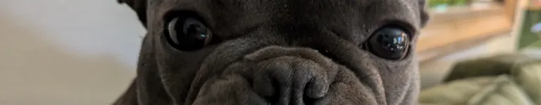 WhitFoxWasTaken Banner