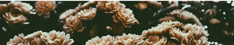 Lillypetal101 Banner