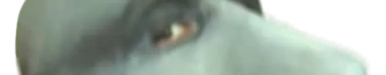 ChunkyWetRat Banner