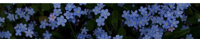 DirectorsFrame Banner