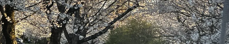 starrynight152 Banner