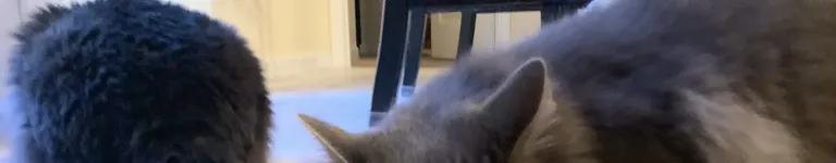 Mollieluvsmadi Banner